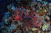 Negombata magnifica Eponge toxique rouge a rouge brun ambiance-Safaga Abu kifan-22m-20171124-Denis-ADER-DSC_3808_tn